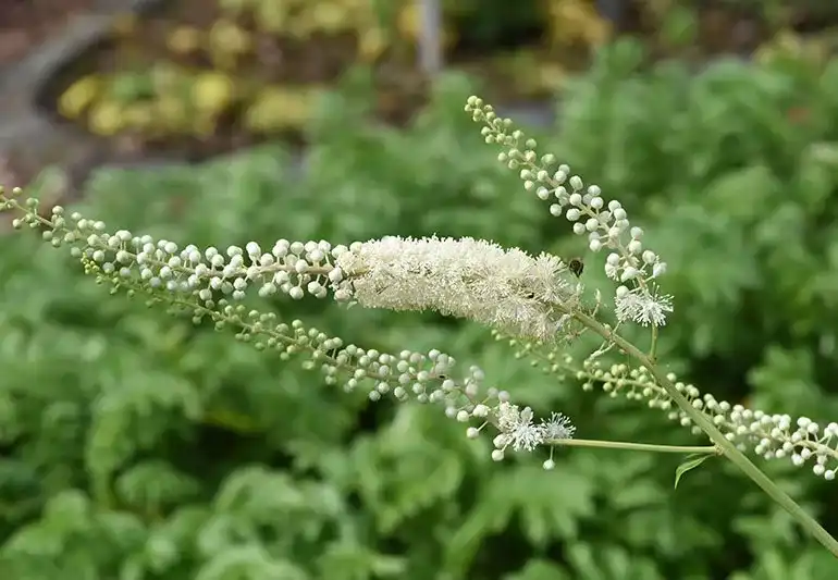 Understanding Rhizoma Cimicifugae Extract in Traditional Medicine
